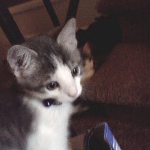 Meet your Posher, Lisa - Picture 5 of 16